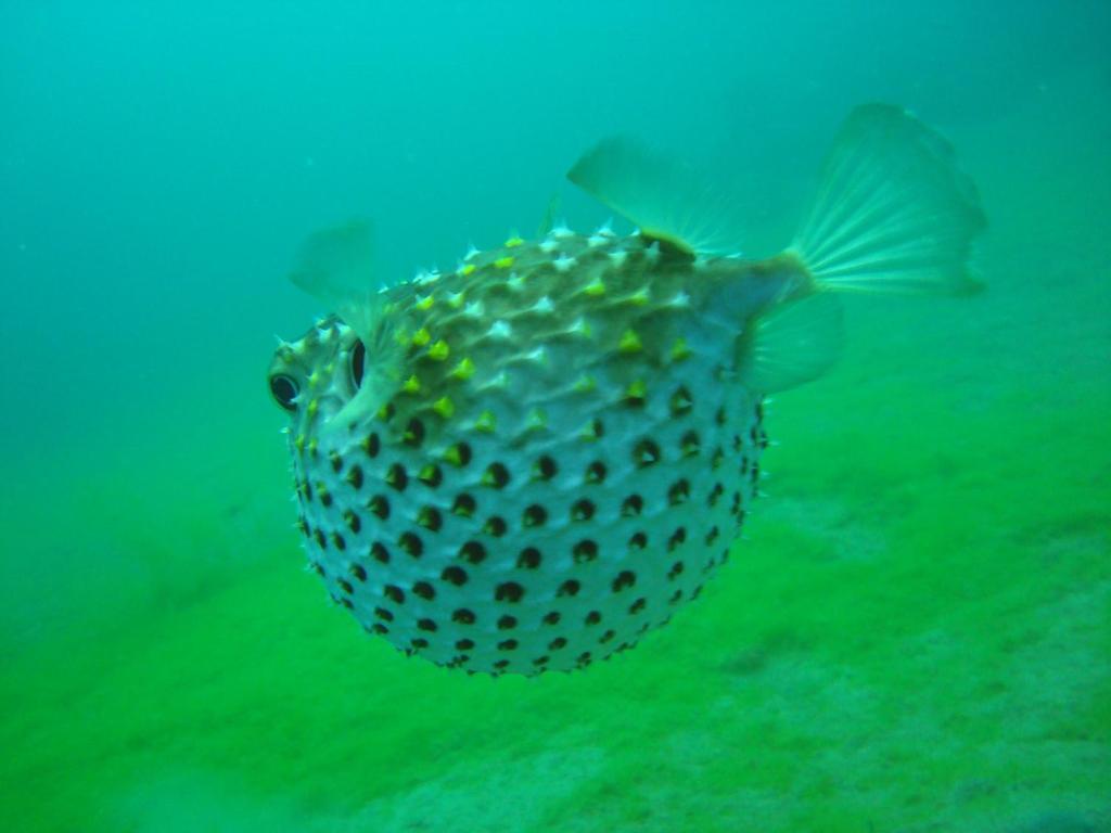 Red Sea Dive Center Hotell Akaba Eksteriør bilde