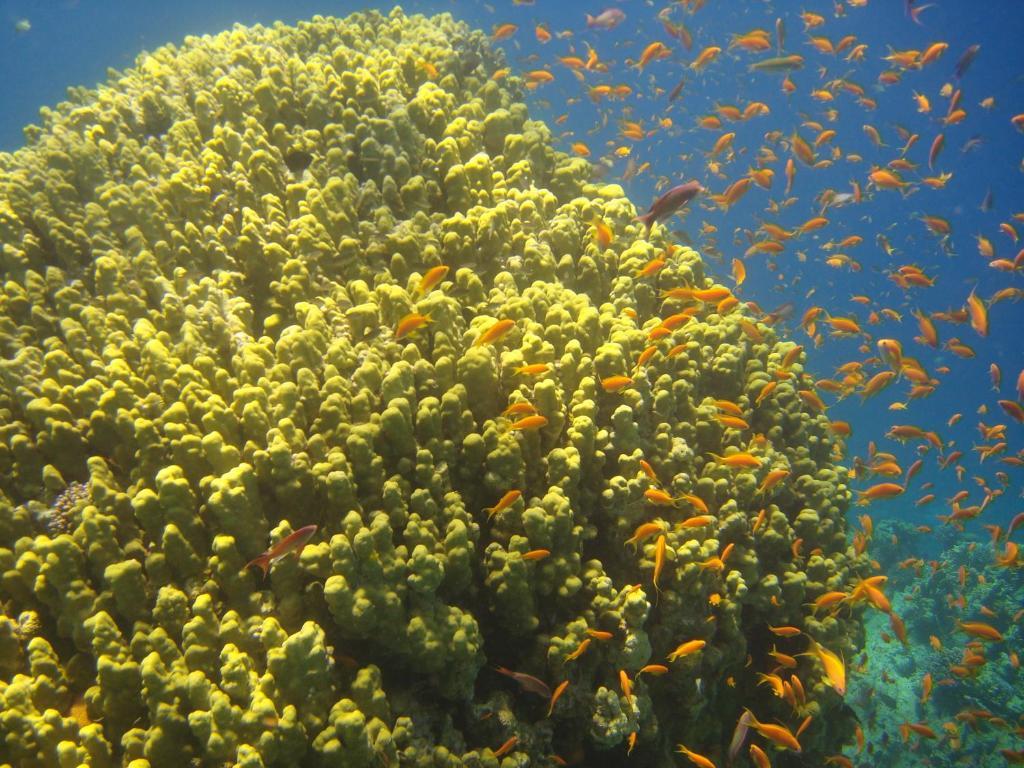 Red Sea Dive Center Hotell Akaba Eksteriør bilde