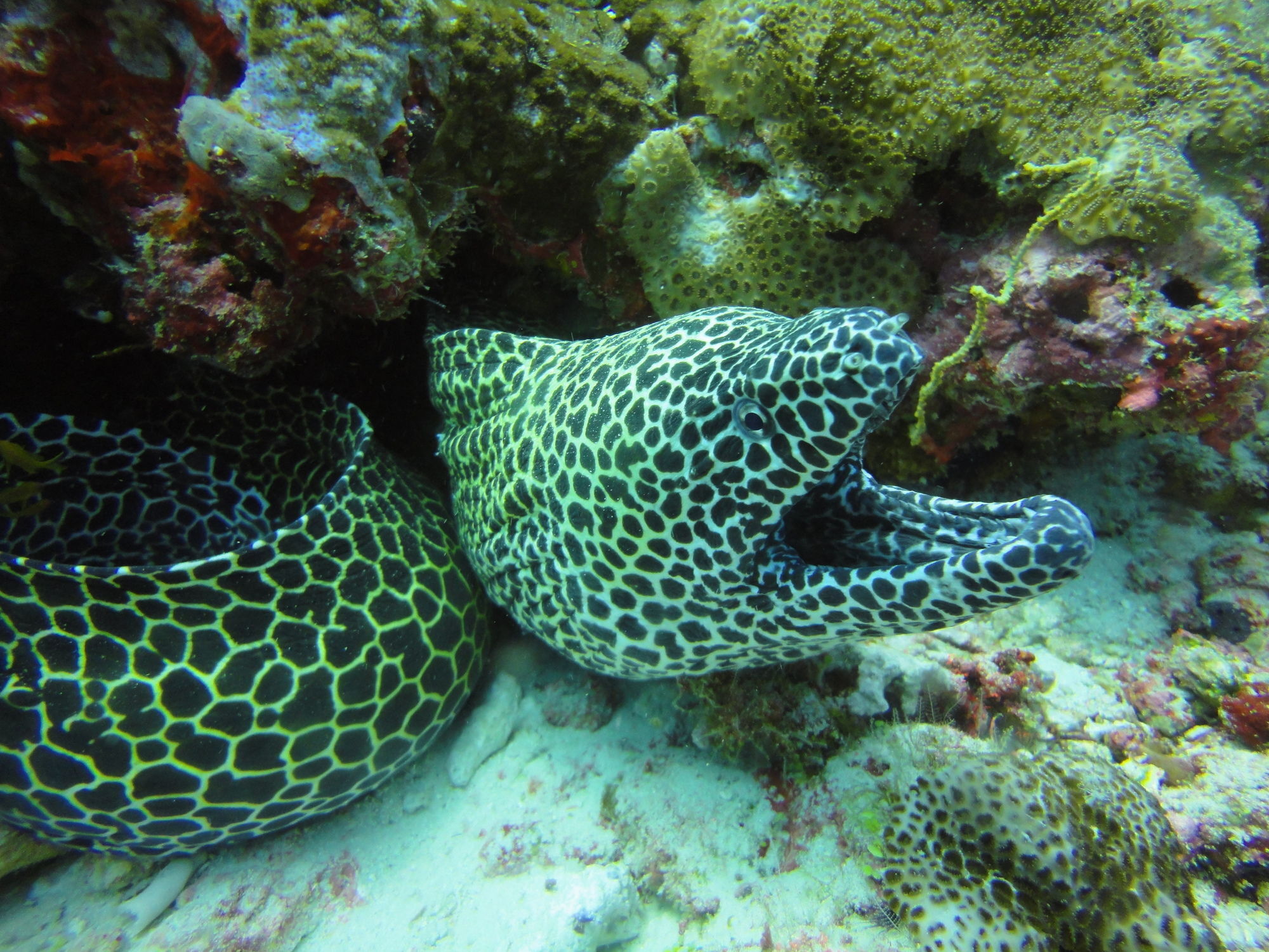 Red Sea Dive Center Hotell Akaba Eksteriør bilde